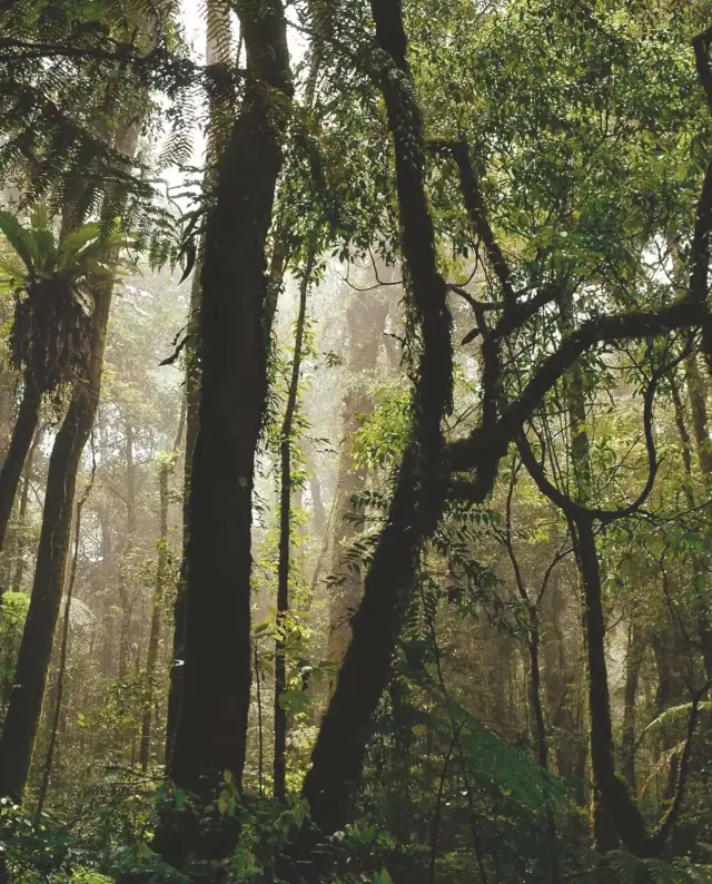 도시 속에 숨겨진 열대 정글 심천 청청 세계 가이드