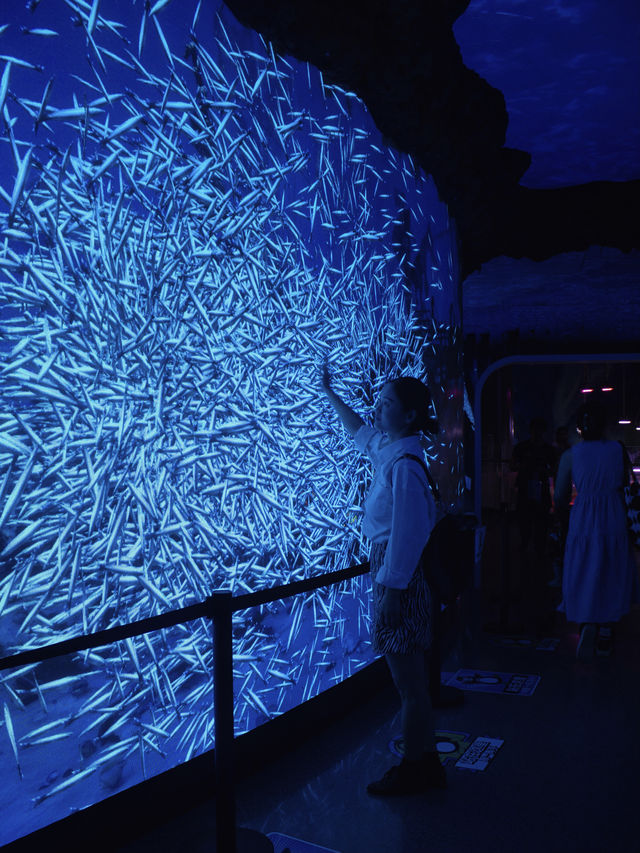 雲上海洋館｜週末遛娃好去處