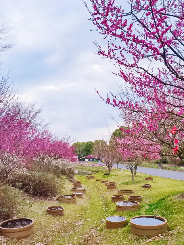 The Flowering Sea Ecological Park | A ten-mile sea of plum blossoms and fragrant snow