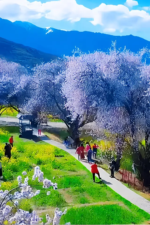 Let's go to Nyingchi to see the peach blossoms before May Day!