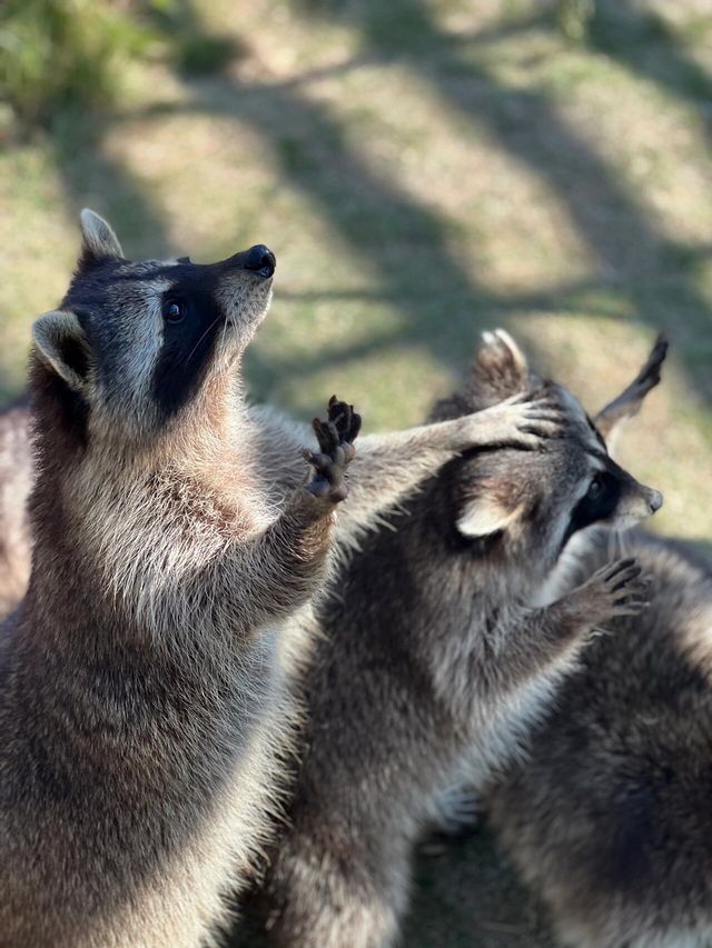 自駕金牛湖野生動物園 | 太好拍啦