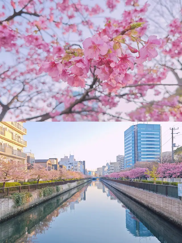 這個公園滿足我對櫻花的一切幻想