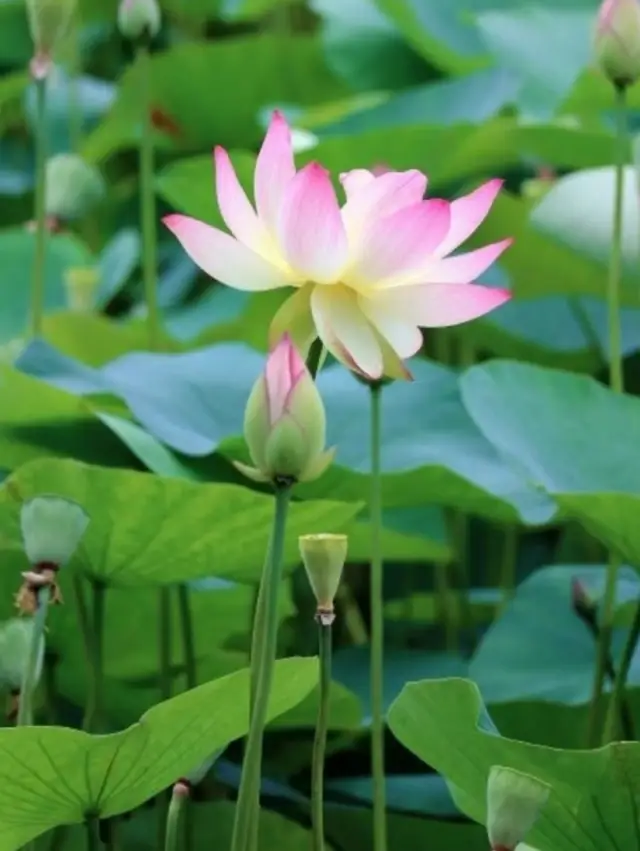 Please have big data recommend this article to those who are about to go enjoy the lotus flowers