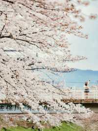 比起神鹿公園，我更愛奈良櫻花盛放的河堤