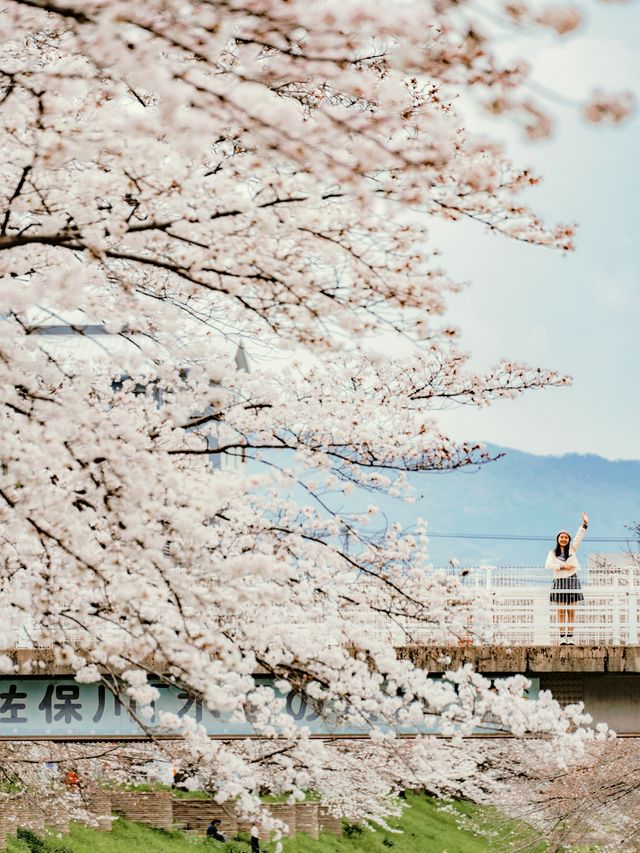 比起神鹿公園，我更愛奈良櫻花盛放的河堤