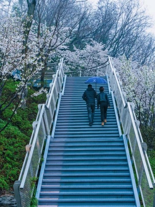 Jiming Temple and Cherry Blossom 🌸❤️