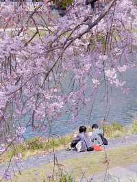 京都賞花｜在鴨川邊 悠閒野餐