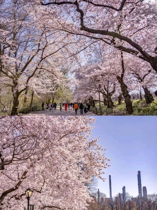 Central Park Cherry Blossoms are Blooming ❤️