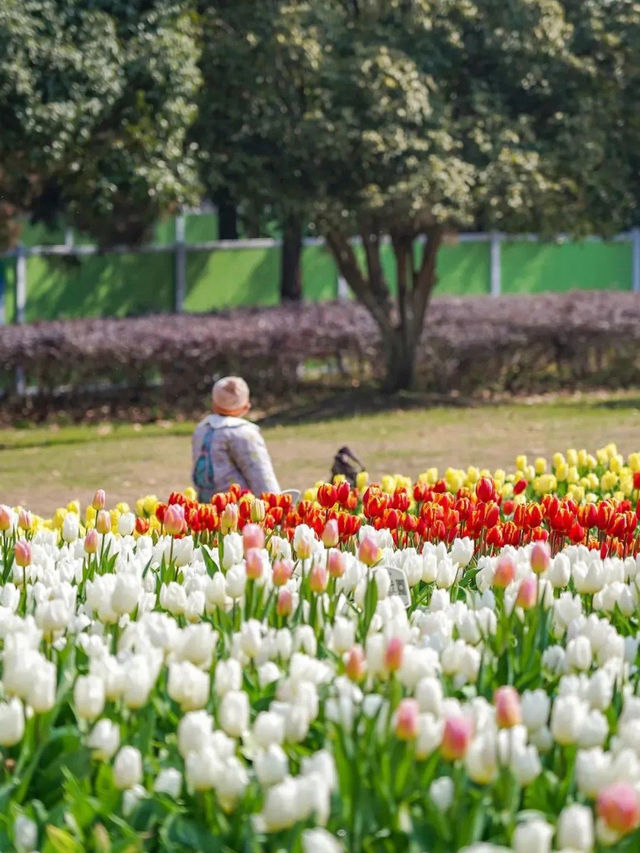 🌷 Exploring Tulips in Hubei 🌷 