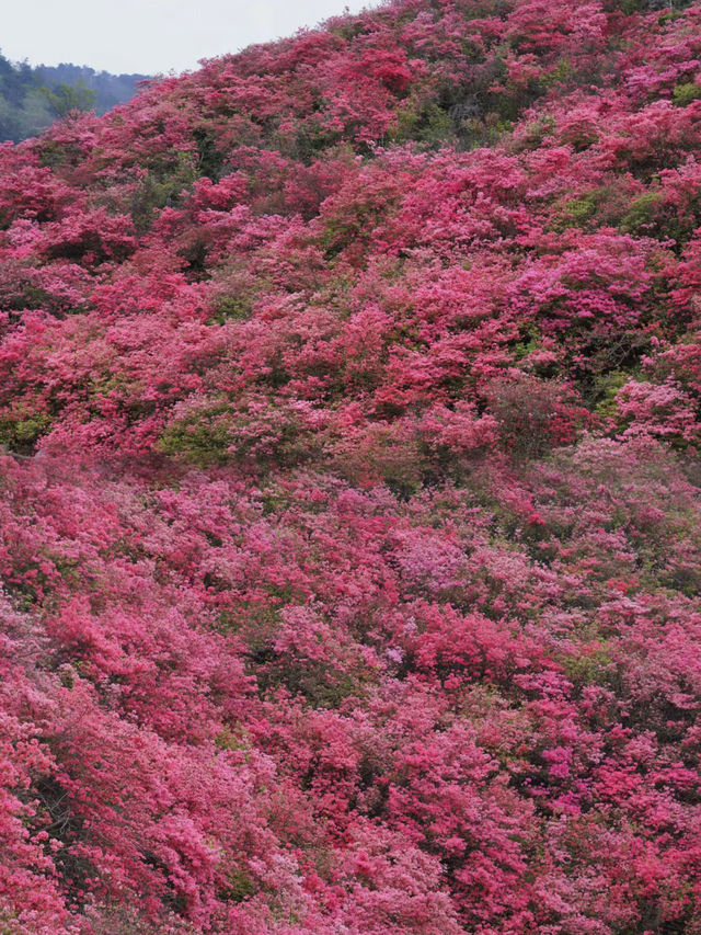 人間四月芳菲盡，雲霧山上看杜鵑