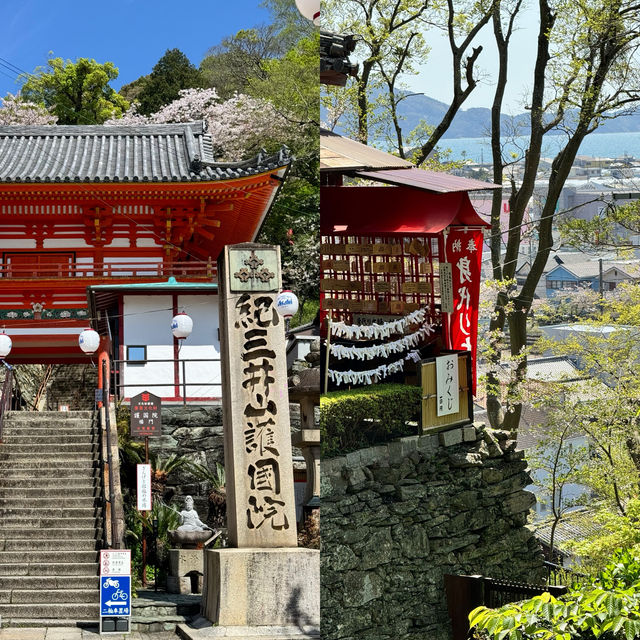 和歌山紀三井寺望海櫻花