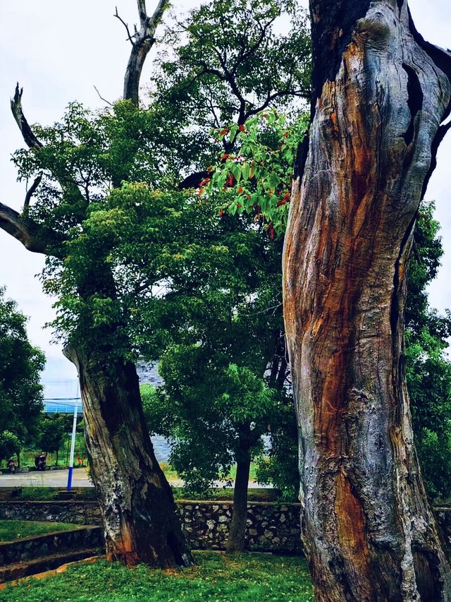 郴州｜湘南第一古村｜你玩得可真花啊！鄉村振興的典範｜板梁古村