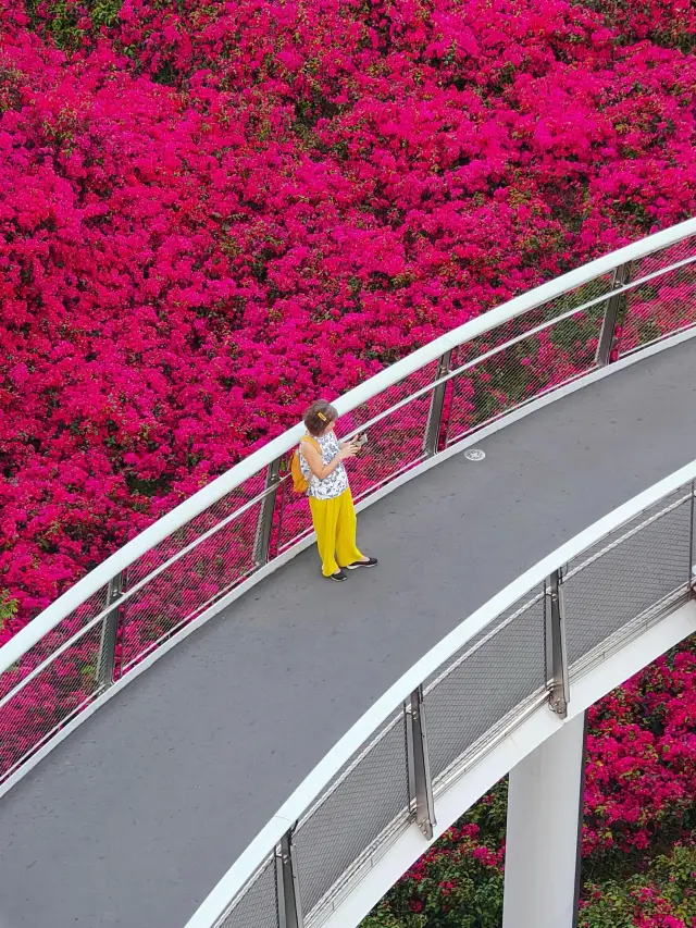 The Bougainvillea on the Mountain and Sea Trail has bloomed, in Xiamen!