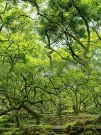 廣州邓山觀星小鎮的古榄園，一個連本地人都鮮為人知的綠意天地