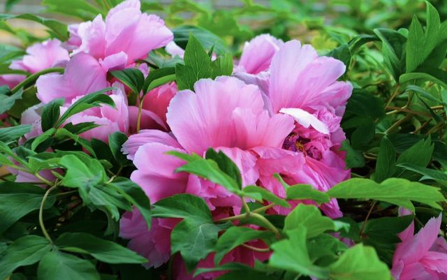 花開時節動塞外：國色天香了300多年的陪嫁牡丹