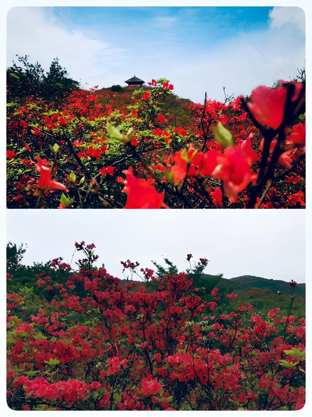 瀏陽｜賞杜鵑花的秘密仙境｜大圍山國家森林公園