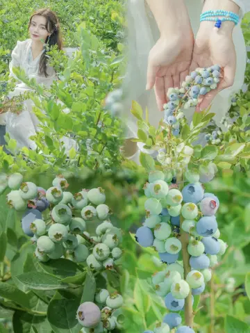 เมืองเฉิงตูที่รายล้อมไปด้วยบรรยากาศแบบโปรวองซ์, มีผลไม้ช่วงฤดูร้อนให้เลือกกินเต็มที่🫐 ลองดูสิ