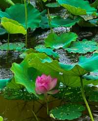 不僅有荔灣湖，廣州螺湧公園的荷花也開啦