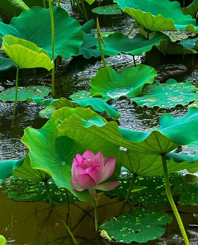 不僅有荔灣湖，廣州螺湧公園的荷花也開啦