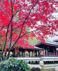 在西安|全國唯一一家散養孔雀的中式園林