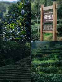 武夷山清涼去處|夏日進山探幽烹茶，漫遊茶谷