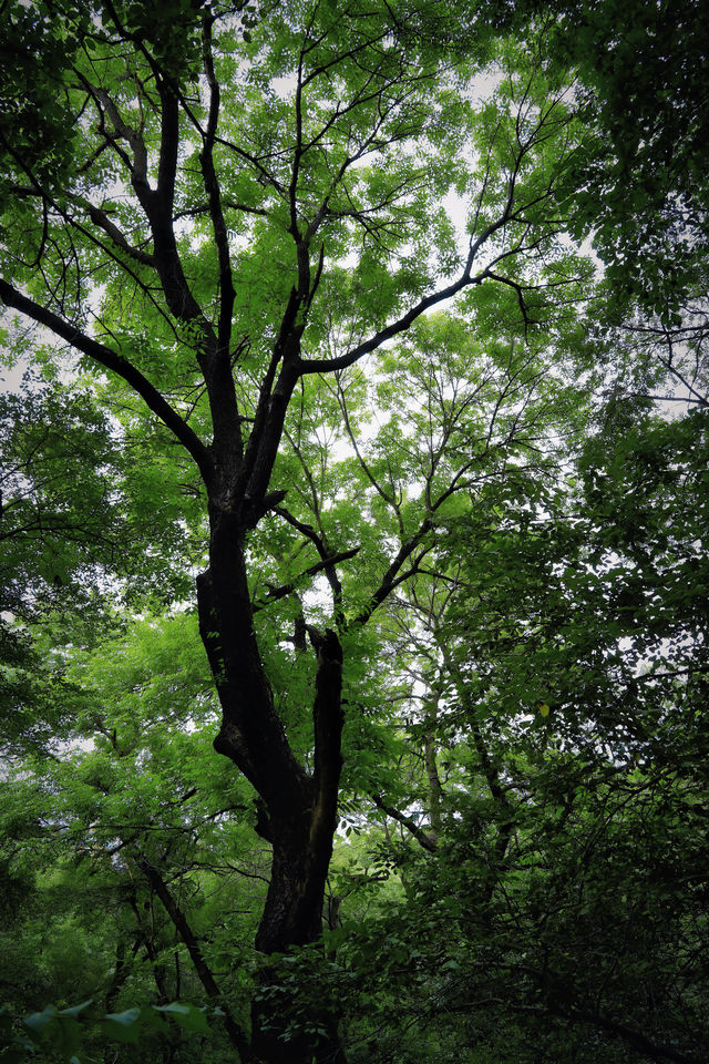 科爾沁草原