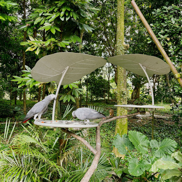 Birds Paradise 🦜 Singapore 🇸🇬 