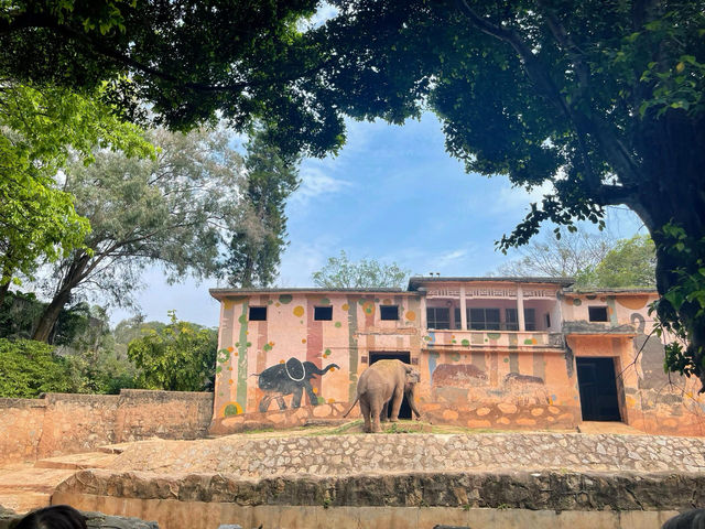 廣州動物園20r逛一天太值了