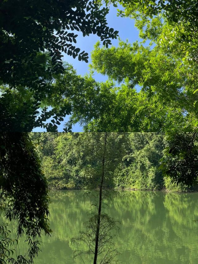 中山｜金鐘水庫的紫色浪漫 粉黛草花開啦。