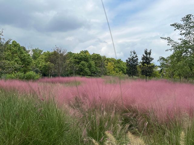 寧波~植物園~花開彼岸,一落千年。