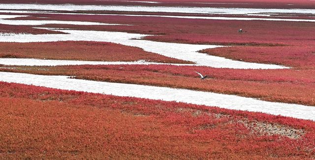 中國最北海岸線旁的「紅色海灘」。