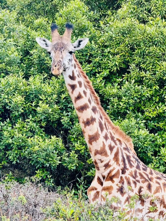 阿魯沙國家公園打卡坦桑尼亞動物世界。