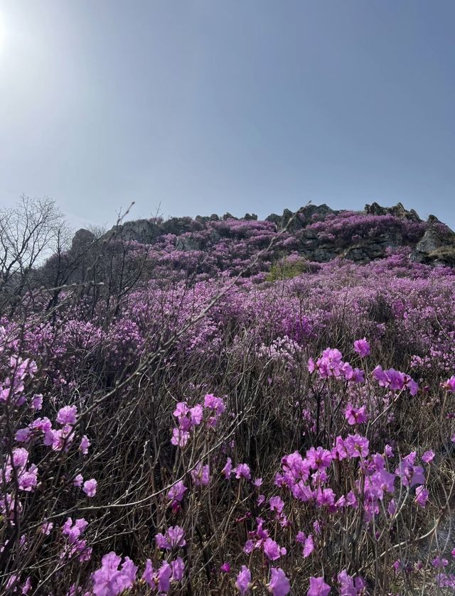 開遠大黑山！！杜鵑花海千萬不要錯過。