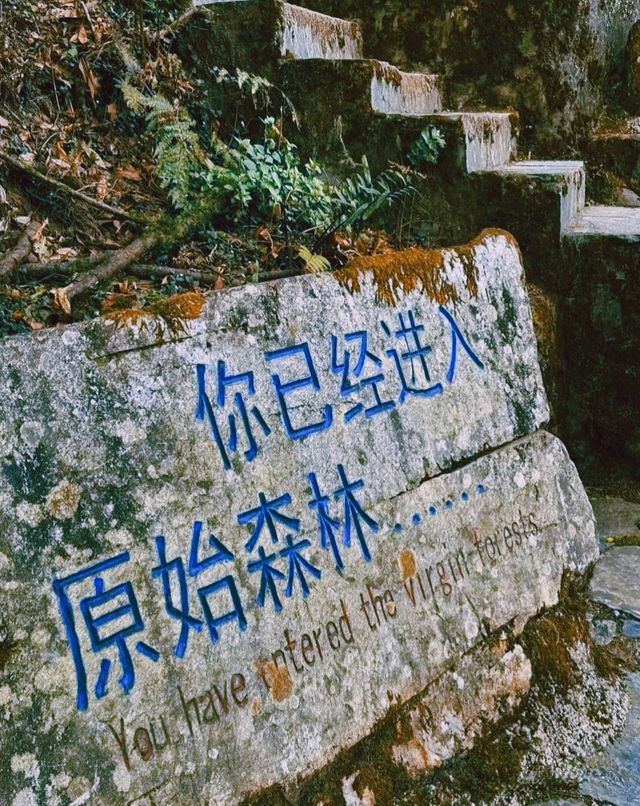 哀牢山驚天未解之謎！探秘雲南深處的綠色寶藏，您敢來挑戰嗎。