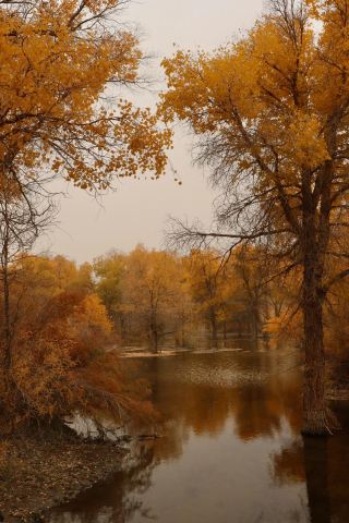 Jinta Populus Euphratica Forest, Jiuquan City