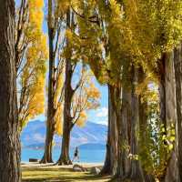 The Wanaka tree such a big and high rise trees 