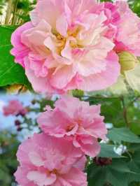 芙蓉城裡觀芙蓉。