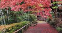 東京小眾賞楓名所「京王百草園」紅葉祭來了。