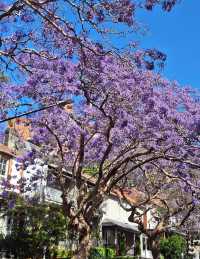 Experience the Purple Romance of Jacaranda Season in Sydney