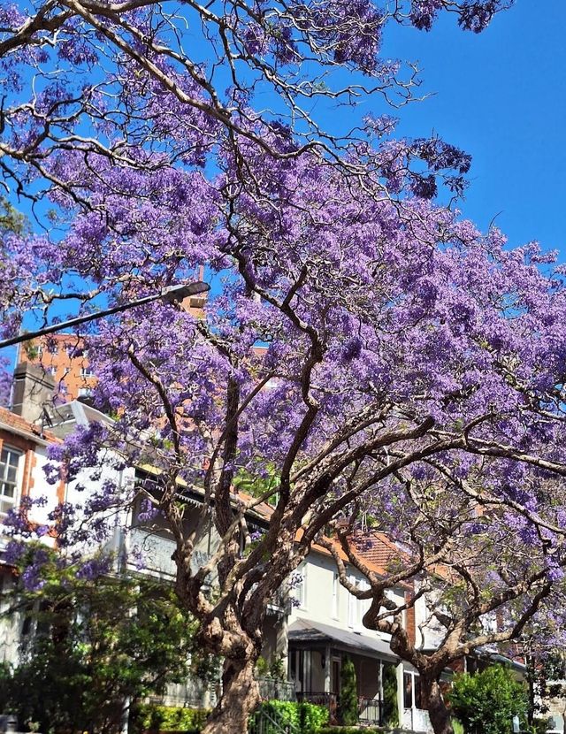 Experience the Purple Romance of Jacaranda Season in Sydney