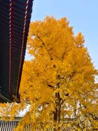 北京最神秘寺院？1年只開14天的承恩寺。