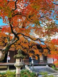 京都紅葉季最不能錯過的地方—常寂光寺