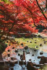 我在東京看紅葉拍到了人生照片