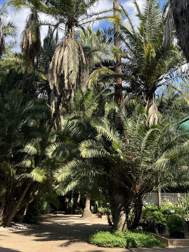 這裡是博茨瓦納，植物園一日遊～