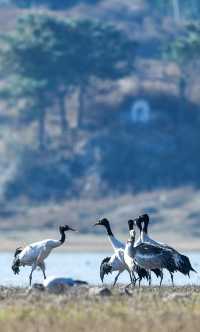 2,500隻黑頸鶴，10萬隻鳥類，草海越冬