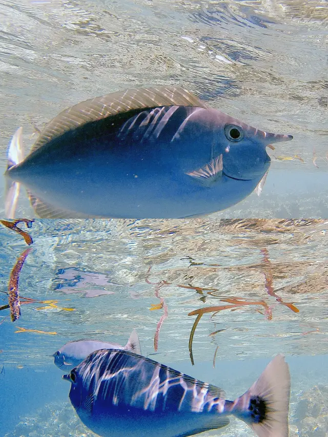 Maldives Eriyadu Island Diving Guide | Explore the Mysterious Underwater World