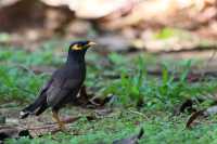 Common Animals in the Royal Botanical Gardens of Kandy