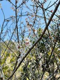 廣州從化雞枕山·白梅花海