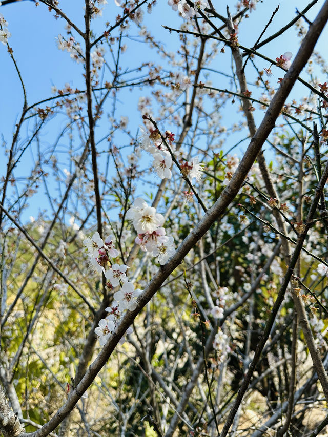 廣州從化雞枕山·白梅花海