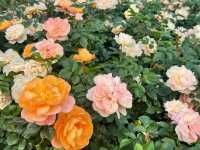 深圳前海石公園：絢爛花海之境